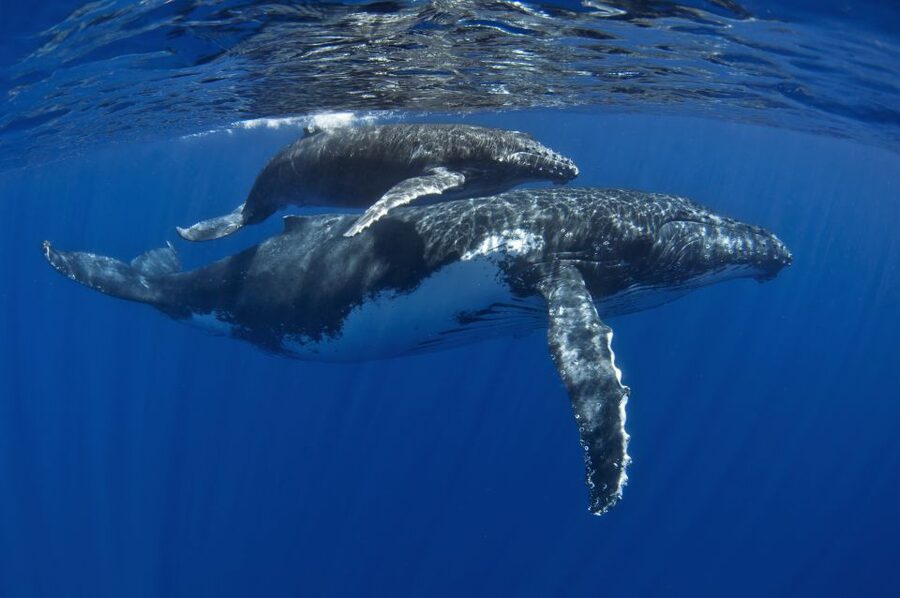 Kayak and Snorkel West Maui at Olowalu - The 4-hour flow: what you’ll do from start to finish