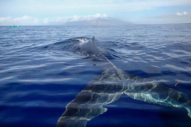 Kayak and Whale Watching Tour - Kayak and Whale Watching Tour Key Highlights