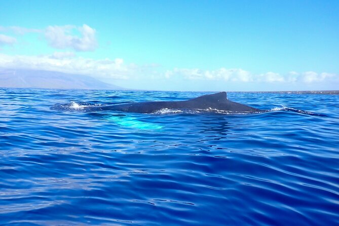 Kayak and Whale Watching Tour - Paddling + Spotting: How the 3 Hours Usually Play Out