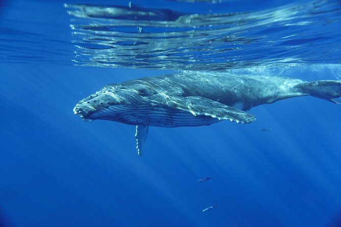 Kayak and Whale Watching Tour - Guides Chris and Kris: Safety, Patience, and Whale-Spotting