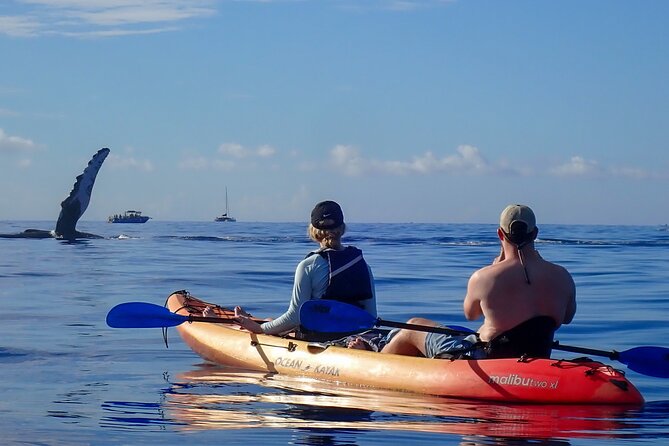 Kayak and Whale Watching Tour - Photos, Water, and the Little Cost Details That Matter