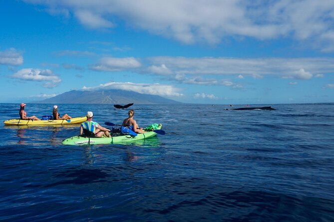 Kayak and Whale Watching Tour - Price and Value: Is $130 Worth It for Whale Kayaking?