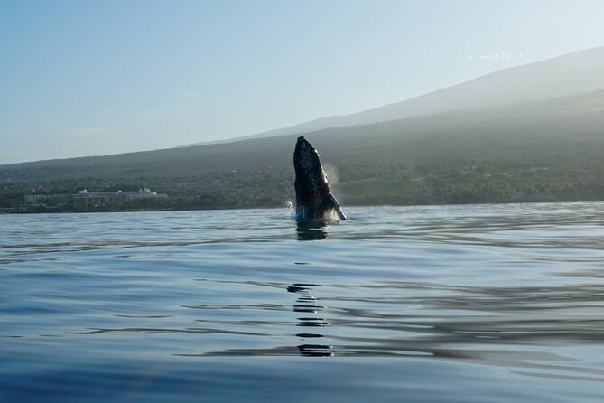 Kayak and Whale Watching Tour - Who This Fits Best (And Who Should Rethink)
