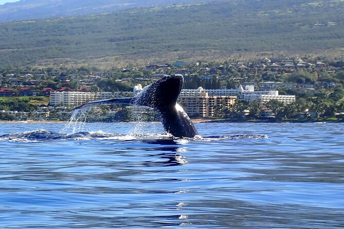 Kayak and Whale Watching Tour - On the Water With Whale Pods: What Up-Close Really Feels Like