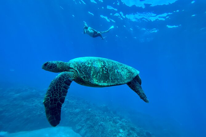 Kayak & Turtle Town Snorkel(Turtles Guaranteed) + Whale Watching - Gear and support: where this tour earns its money