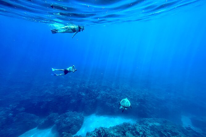 Kayak & Turtle Town Snorkel(Turtles Guaranteed) + Whale Watching - Turtle Town snorkel: the natural cleaning station moment