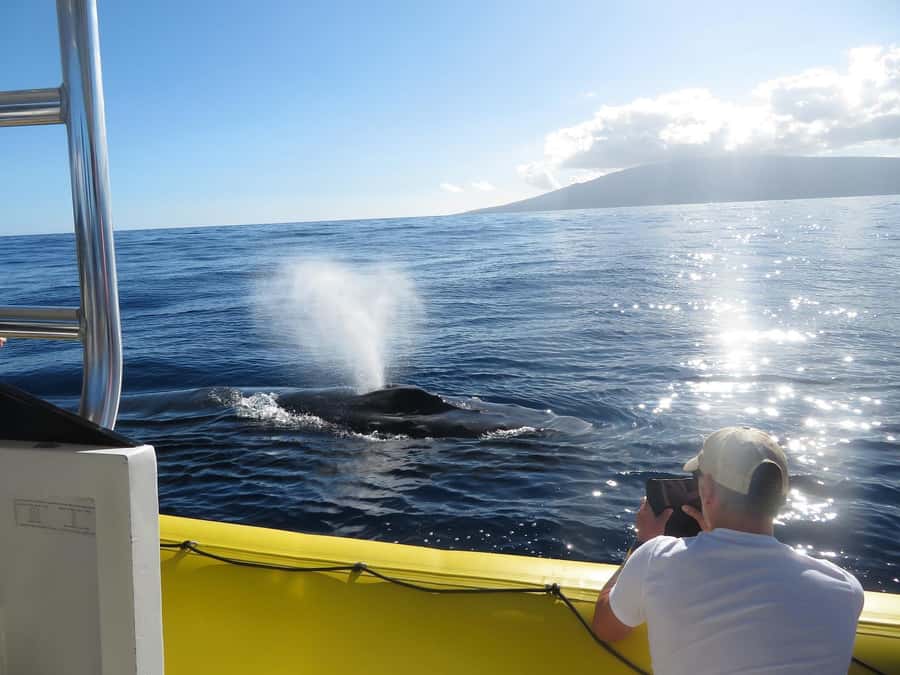 Lahaina: Day or Sunset Whale Watching Tour with Naturalist - Key points that matter on the water