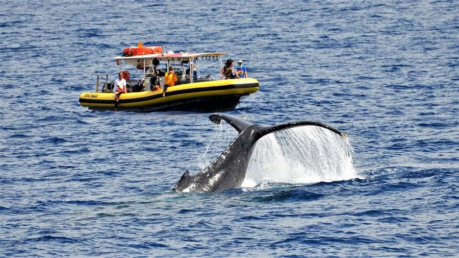 Lahaina: Day or Sunset Whale Watching Tour with Naturalist - Meeting at Lahaina’s Front Street and getting onto the water