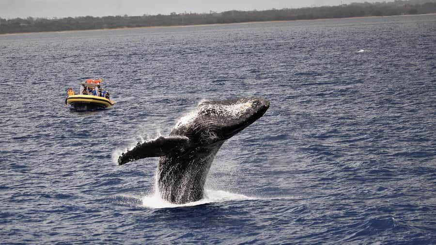 Lahaina: Day or Sunset Whale Watching Tour with Naturalist - Naturalist lessons: what the crew helps you notice