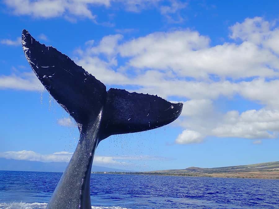 Lahaina: Day or Sunset Whale Watching Tour with Naturalist - Whale songs through a hydrophone: hearing what you can’t see