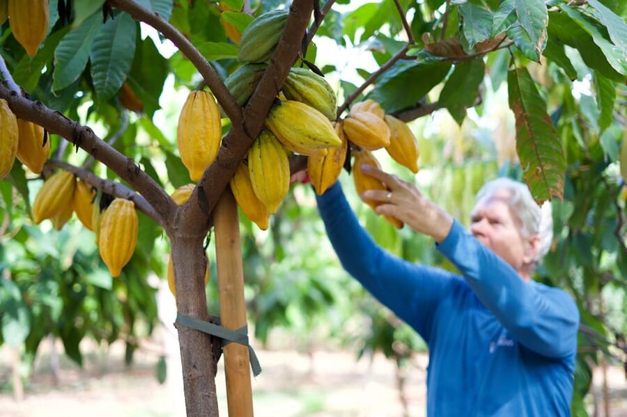 Lahaina: Maui Ku'ia Estate Guided Cacao Farm Tour & Tasting - Key Things to Know Before You Go
