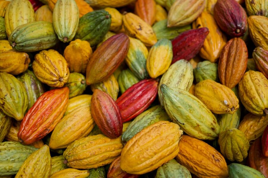 Lahaina: Maui Ku'ia Estate Guided Cacao Farm Tour & Tasting - Entering Maui Ku’ia Estate: Where the Chocolate Starts