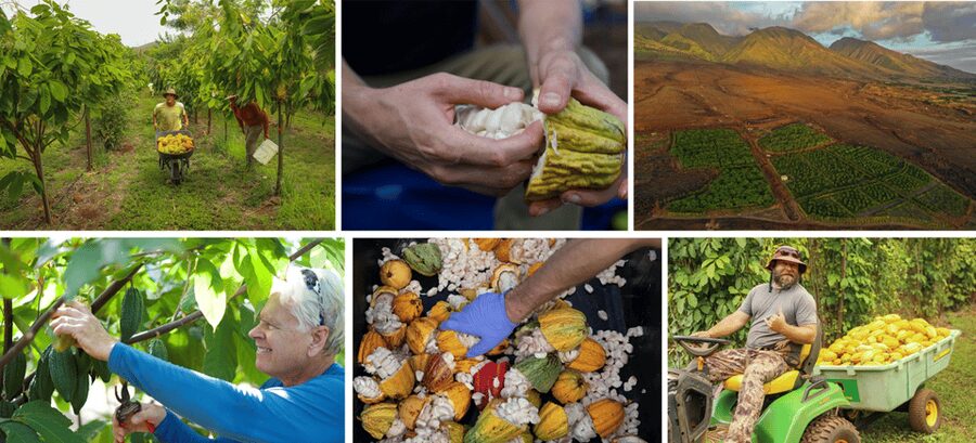 Lahaina: Maui Ku'ia Estate Guided Cacao Farm Tour & Tasting - Who This Tour Fits Best (and Who Might Skip It)