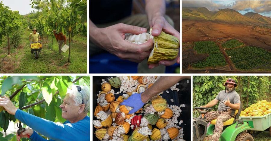 Lahaina: Maui Ku'ia Estate Guided Cacao Farm Tour & Tasting - The Short Van Ride to West Maui Foothills