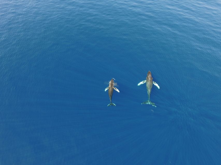 Lahaina: Private Sunset Sailing Trip & West Maui Mountains - Private Lahaina sunset sailing with West Maui Mountains views