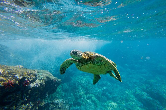 Lāna'i Coast Snorkel and Sail - Key things I’d focus on before you go