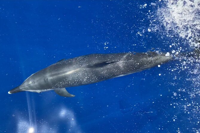 Lana'i Snorkel And Dolphin Quest with Maui Turtle Spot Tour - What makes this snorkeling-and-dolphins trip special