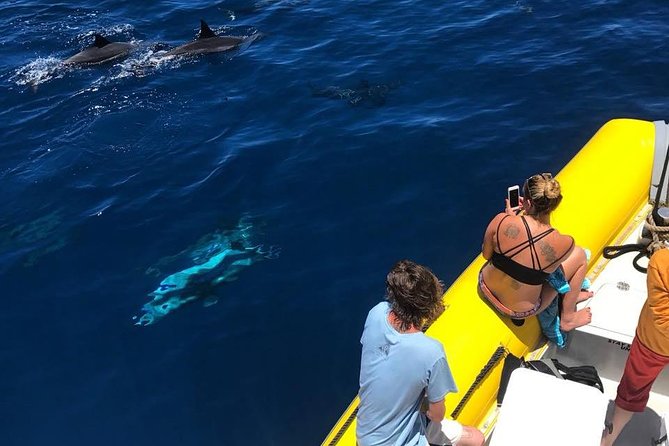 Lanai Deluxe Dolphin Adventure & 3 Snorkel Sites - Dolphin spotting without the chaos: how the crew runs the day