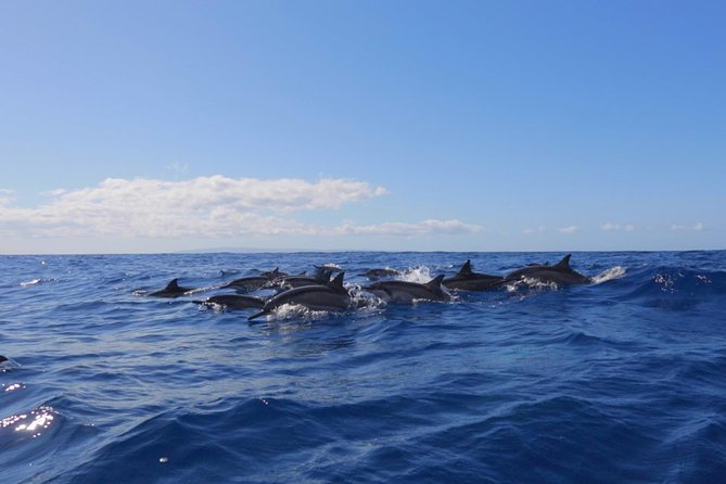 Lanai Deluxe Dolphin Adventure & 3 Snorkel Sites - Food on the water: breakfast, lunch, and snacks that keep energy steady