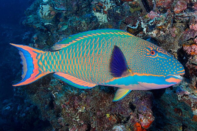 Lanai Snorkeling Half Day with Sea Scooter - What’s included (and what makes the day feel easier)
