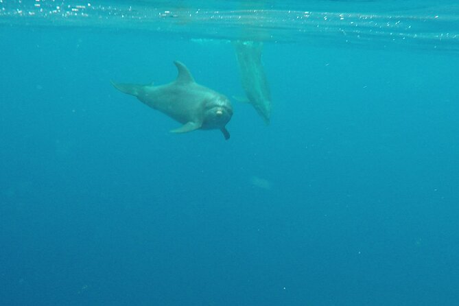 Lanai Snorkeling Half Day with Sea Scooter - Price and value: what you’re really paying for