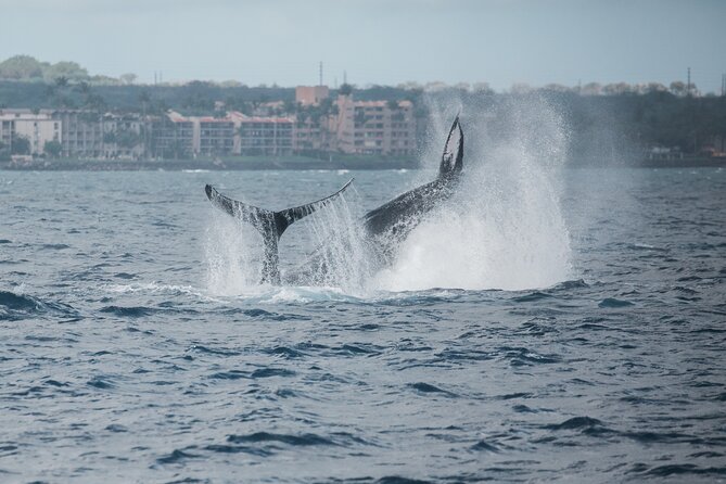 Luxury Catamaran Whale Watch - Where to Stand on the Boat for Better Whale Views