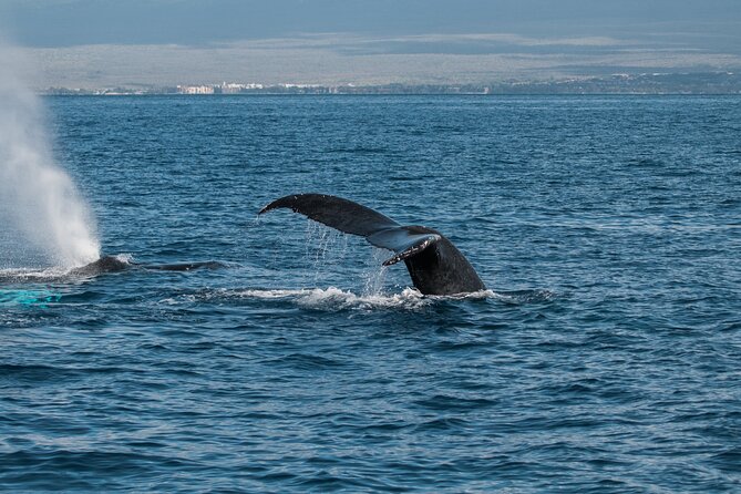 Luxury Catamaran Whale Watch - Price and Value: Why $119 Can Make Sense