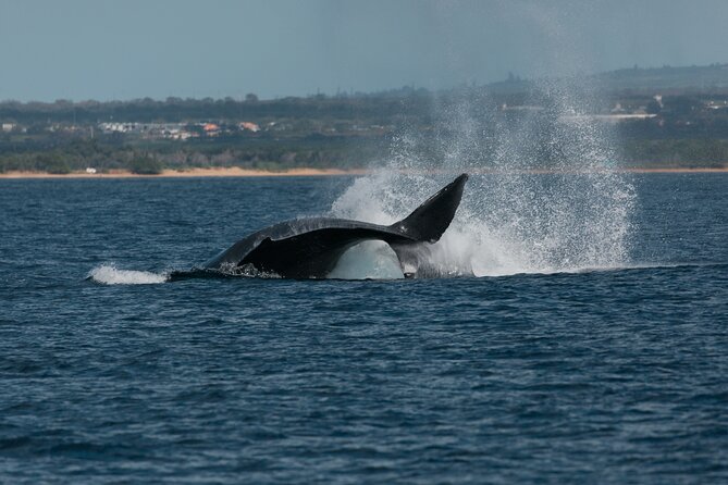 Luxury Catamaran Whale Watch - Should You Book Ali‘i Nui for Maui Whales?