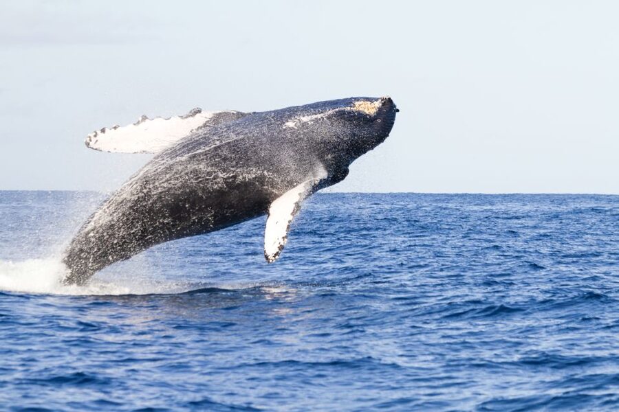 Ma'alaea Harbor: Whale Watching Tour Aboard Power Catamaran - Maalaea Harbor Routes You Toward Real Humpback Action