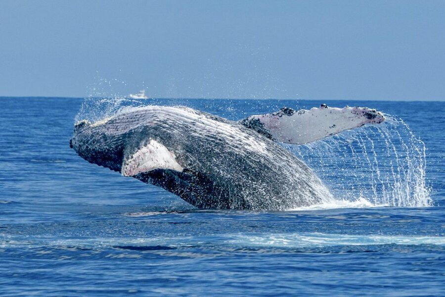 Ma'alaea Harbor: Whale Watching Tour Aboard Power Catamaran - Hydrophones: Hearing Whale Songs Under the Water
