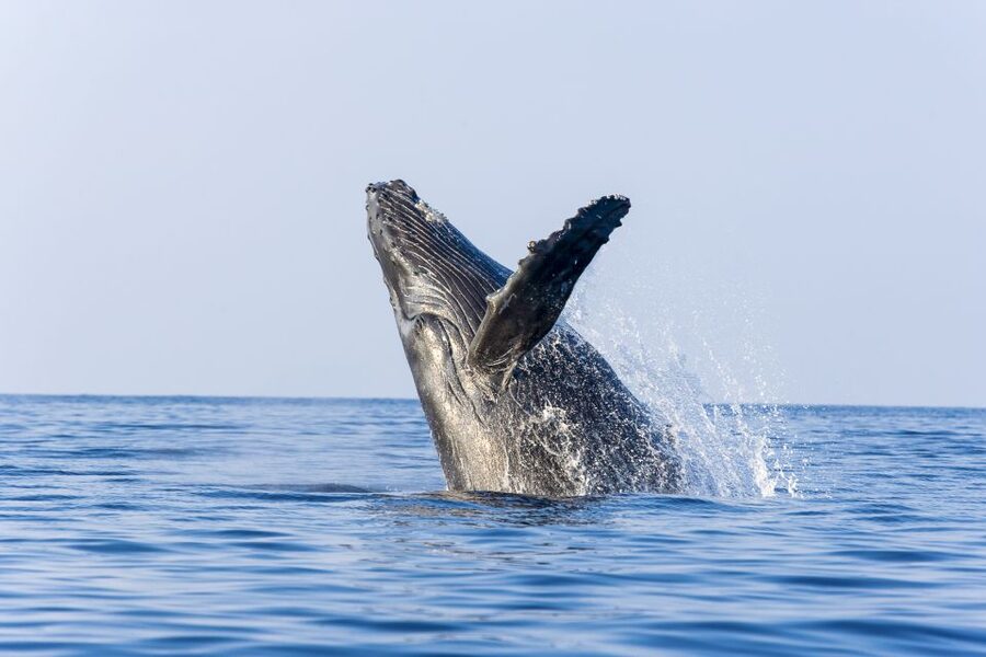 Ma'alaea Harbor: Whale Watching Tour Aboard Power Catamaran - Whale Behaviors You Should Keep Your Eyes (and Camera) On