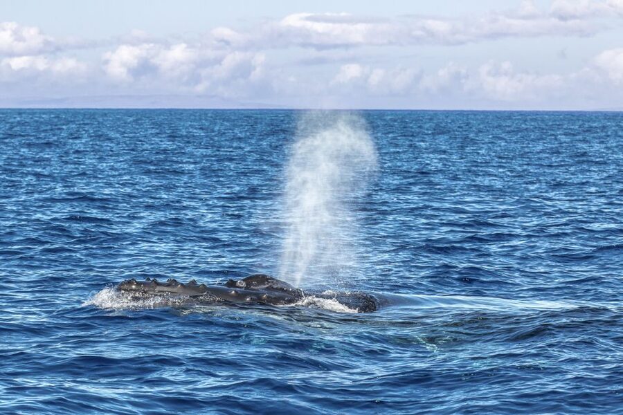 Ma'alaea Harbor: Whale Watching Tour Aboard Power Catamaran - Practical Stuff Before You Go: Parking, ID, and What to Bring