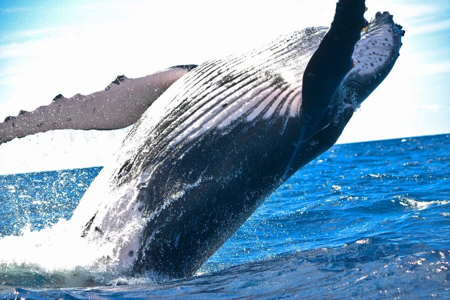 Maalaea: Small Group 2-Hour Whale Watch Experience - Key things to know before you go