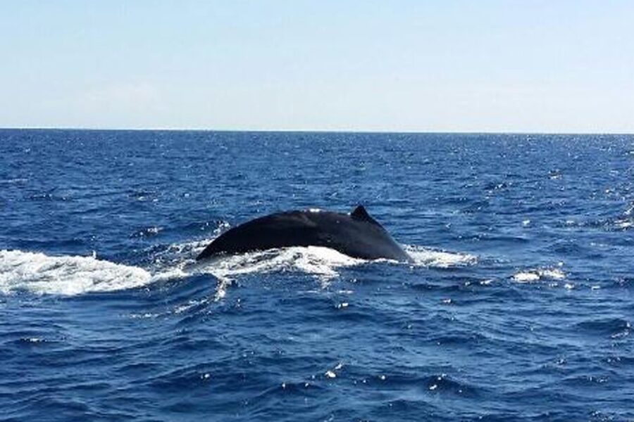 Maalaea: Small Group 2-Hour Whale Watch Experience - Practical rules so you don’t get caught off guard