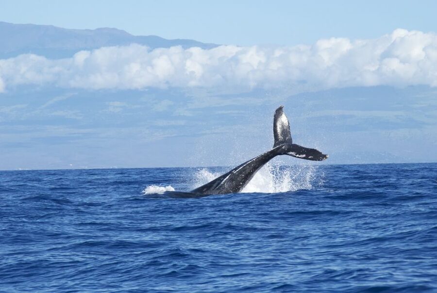 Maalaea: Small Group 2-Hour Whale Watch Experience - From Ma‘alaea Harbor to open water: why this trip feels “small and right”