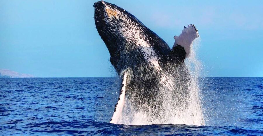 Maalaea: Small Group 2-Hour Whale Watch Experience - The 2-hour flow: what the day feels like from start to finish