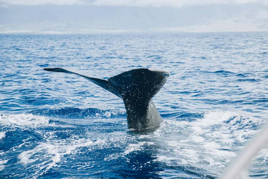Maalaea: West Maui Snorkeling & Sailing Day Trip with Lunch - Practical FAQ you’ll care about before you go