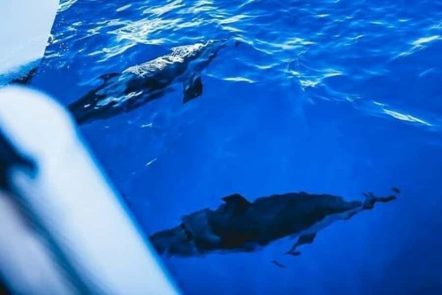 Maalaea: West Maui Snorkeling & Sailing Day Trip with Lunch - What you’ll see underwater: turtles, fish, coral, and that wow factor