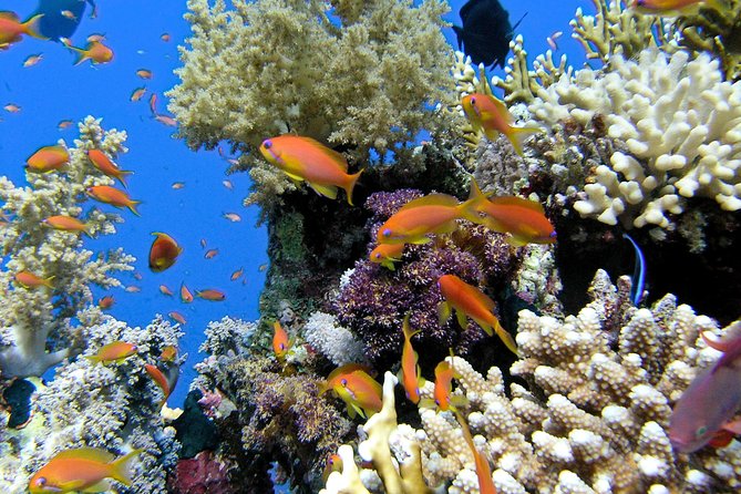 Makena Turtle Town Eco Adventure in Maui - Key things to know before you go