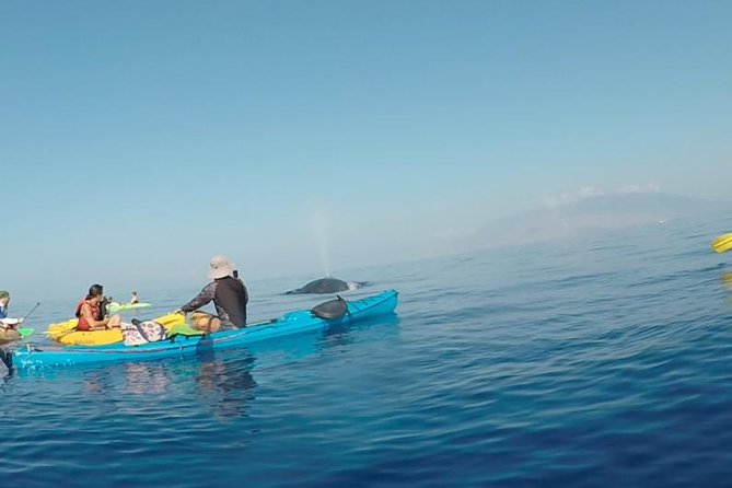 Makena Whale Watching and Snorkel - Makena by kayak: why quiet water matters for whales