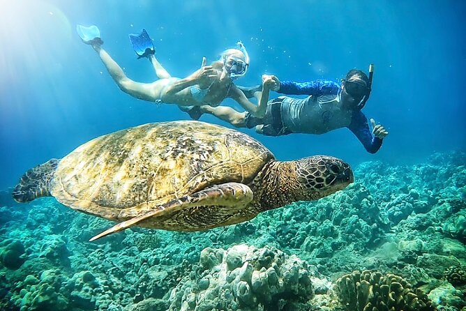 Marine Biologist Guided Snorkel Tour from Shore at Turtle Town - Quick Key Points Before You Go