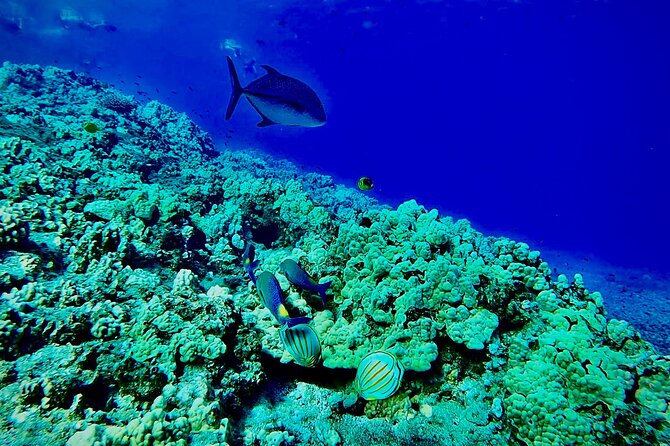 Marine Biologist Guided Snorkel Tour from Shore at Turtle Town - Snorkel 101 on the Beach: The Part That Makes You Relax