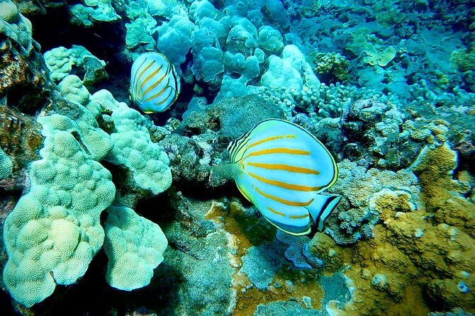 Marine Biologist Guided Snorkel Tour from Shore at Turtle Town - What Happens When You’re Back: Conservation Talk That Feels Real