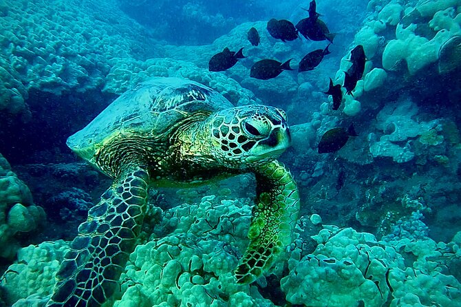 Marine Biologist Guided Snorkel Tour from Shore at Turtle Town - The Guides: Marine Biologist Leadership and Real Team Support