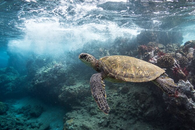 Maui Beach Parks Self-Guided Driving Tour - Timing: 1–2 Hours on the Clock, or Longer in Real Life