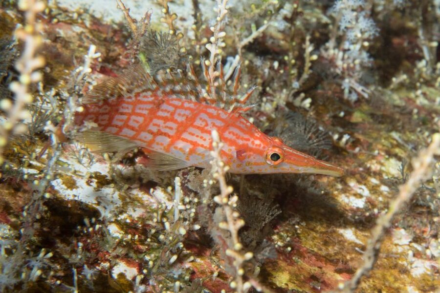 Maui: Beginner Discovery Scuba Dive Excursion from Lahaina - Key highlights that matter in real life