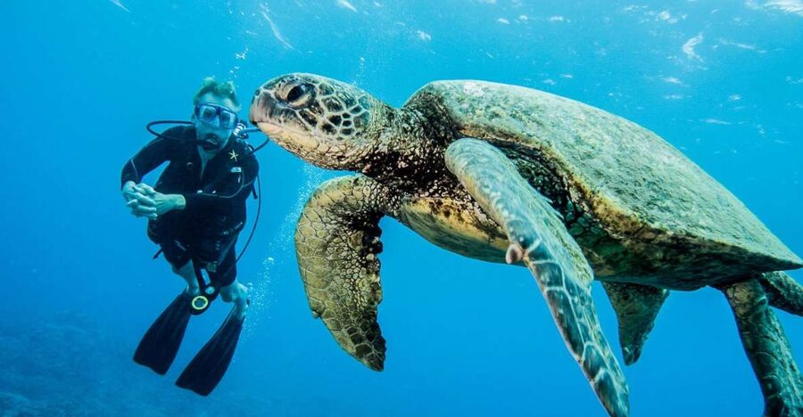 Maui: Beginner Discovery Scuba Dive Excursion from Lahaina - The PADI eLearning requirement: the best kind of homework