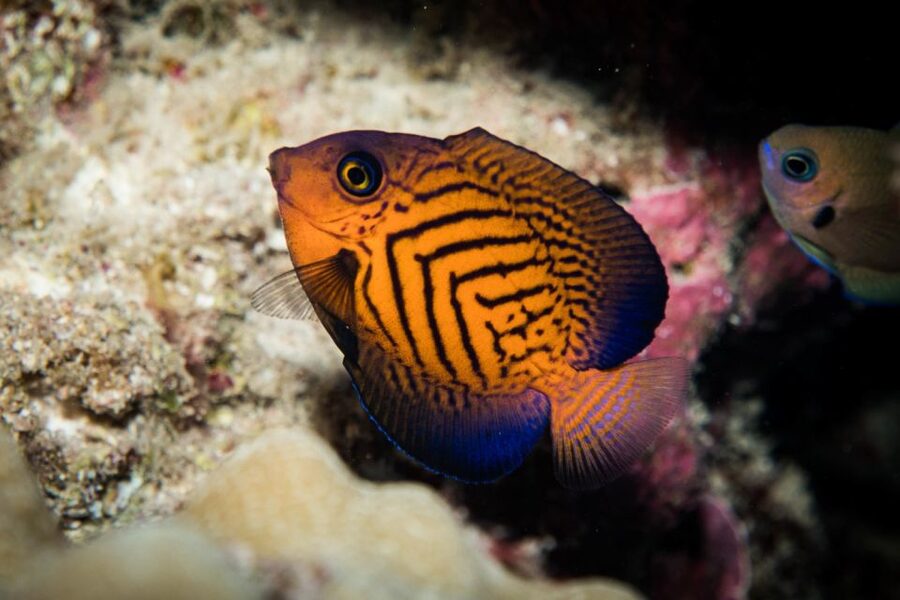 Maui: Beginner Discovery Scuba Dive Excursion from Lahaina - Small-group coaching: what one-on-one attention feels like
