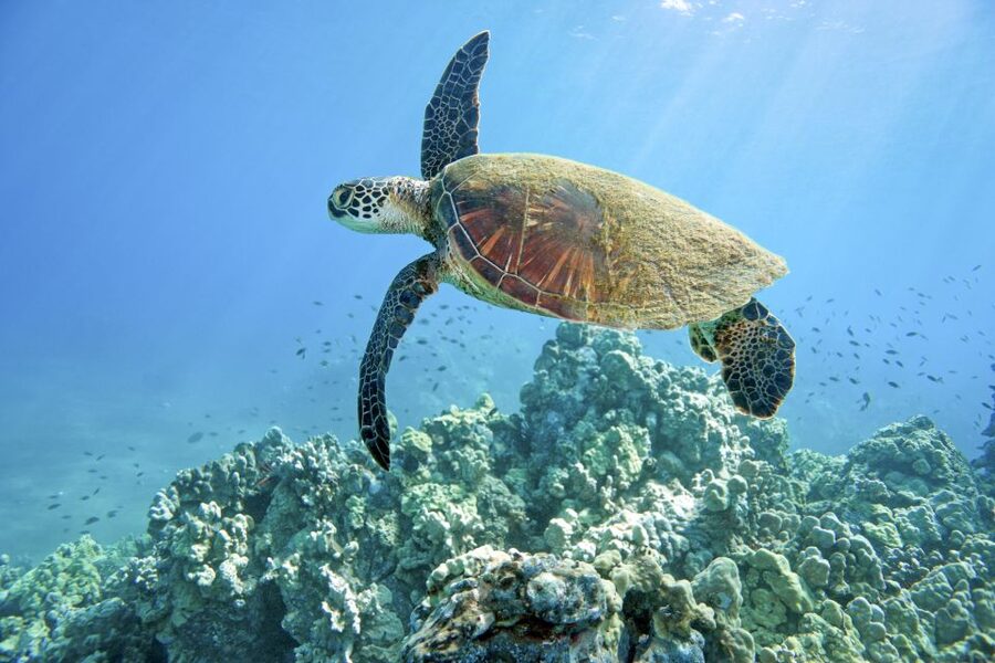 Maui: Beginner Discovery Scuba Dive Excursion from Lahaina - What you can realistically see off Lahaina: turtles, coral fish, rays