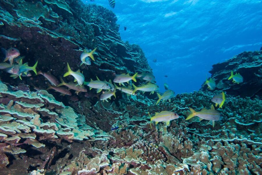 Maui: Beginner Discovery Scuba Dive Excursion from Lahaina - Gear and comfort: what’s included, what to wear, and what helps